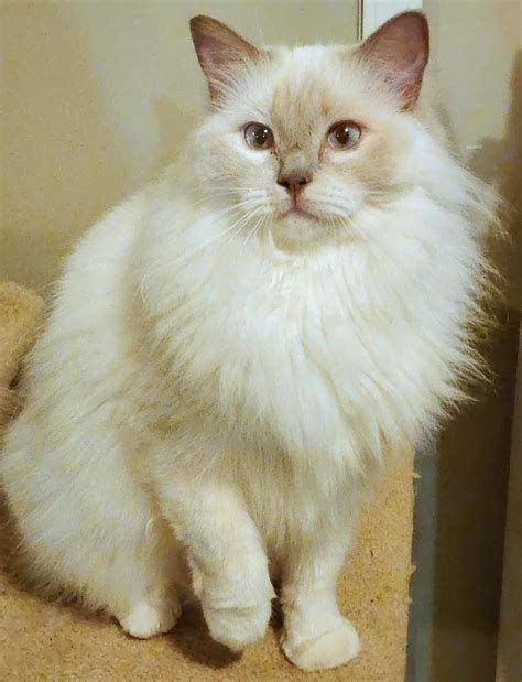 The Lilac Ragdoll Cats & Kittens - Mitted, Colorpoint, Bicolor & Lynx