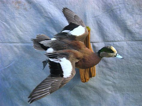 Hen Widgeon Mount