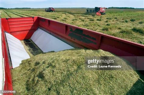 82 Wild Rice Minnesota Stock Photos, High-Res Pictures, and Images ...