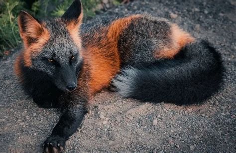 Rare melanistic fox spotted in the wild