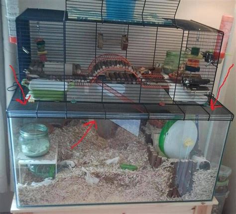 This Photo was uploaded by rachaelknapp79. | Hamster cages, Gerbil ...