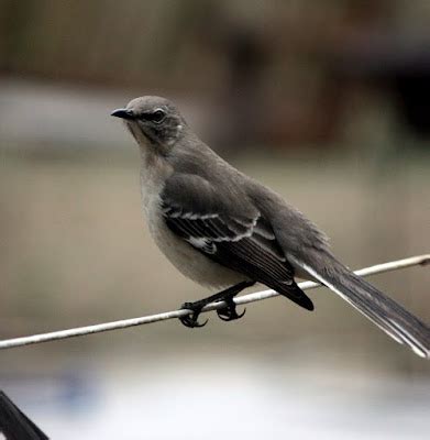 Life Through A Lens: Tennessee State Bird