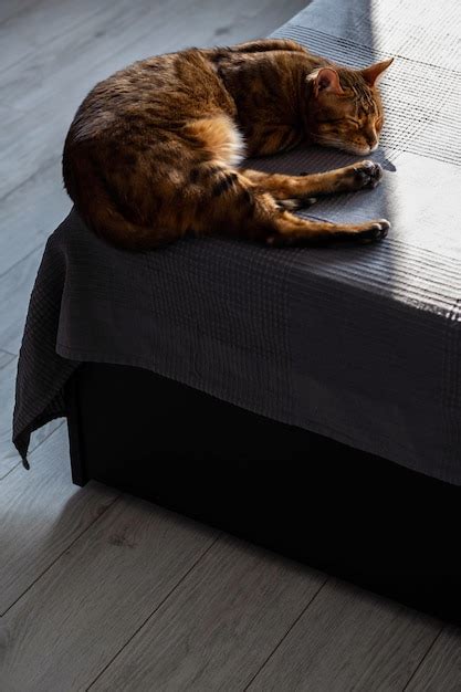 Premium Photo | Beautiful bengalcat sweet sleeping