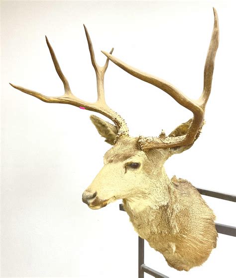 Lot - Shoulder Mount 6-point Taxidermy Deer