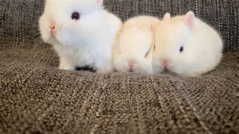 Cute Baby Dwarf Rabbits