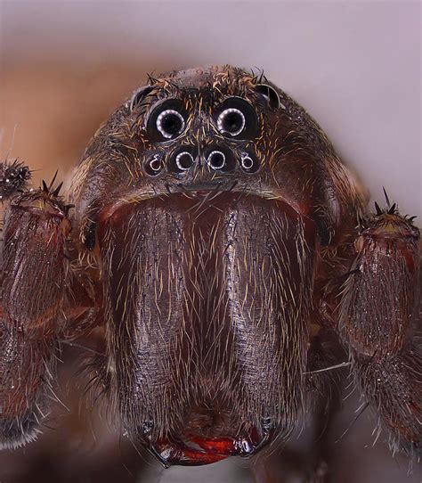 Wolf Spider - Trochosa terricola Photograph by Lukasz Sujka