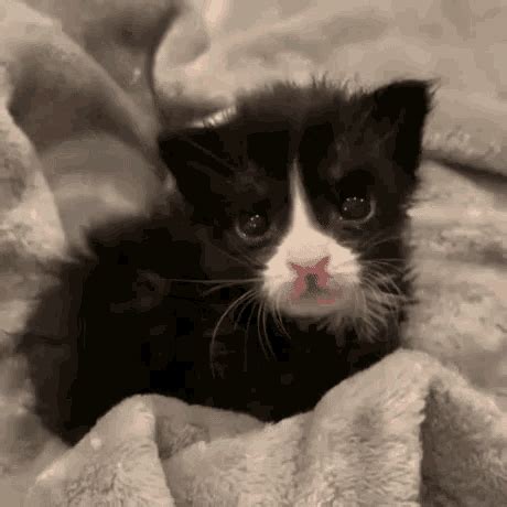 Crying Cat GIF - Crying Cat Baby - Discover & Share GIFs