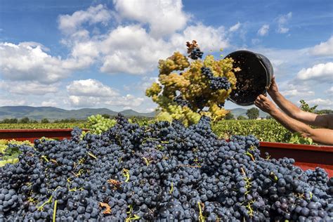 GRAPE HARVEST FESTIVALS IN SPAIN