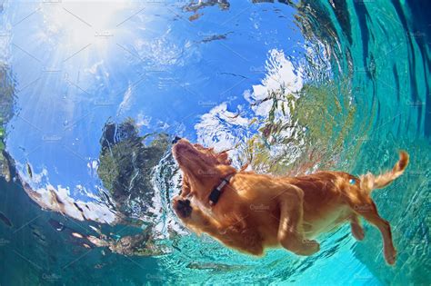 Swimming dog | Animal Stock Photos ~ Creative Market