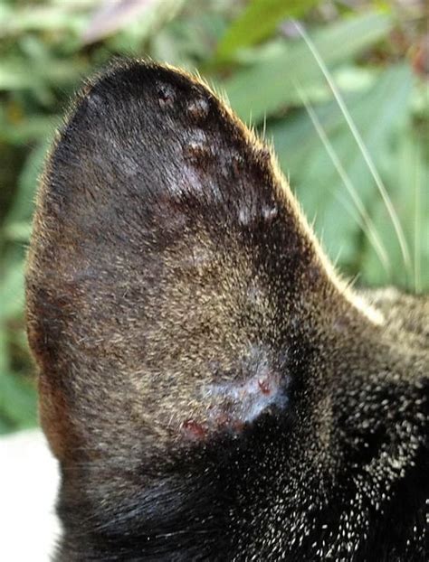 Cat Chit Chat: Picture of bumps and scabs on a cat's ear caused by an ...