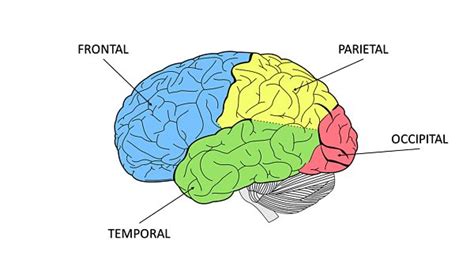 Lobulos_opt | Cerebral cortex, Frontal lobe, Brain diagram