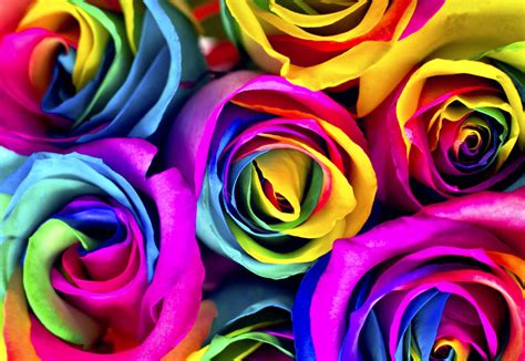 Flowers to dye for: How to make rainbow roses — Jewish Journal