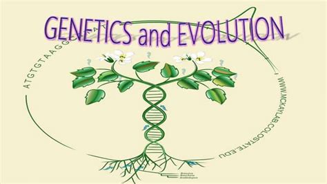 Genetics and evolution | PPT