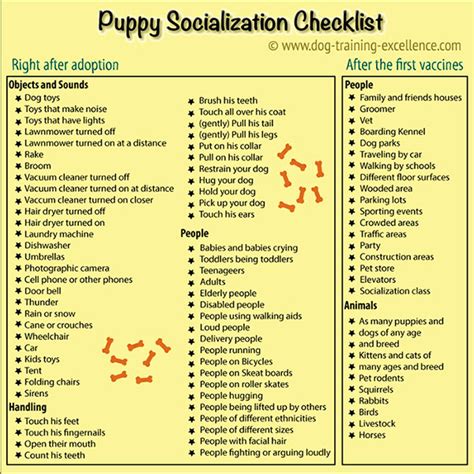 Puppy Clicker Training Socialization