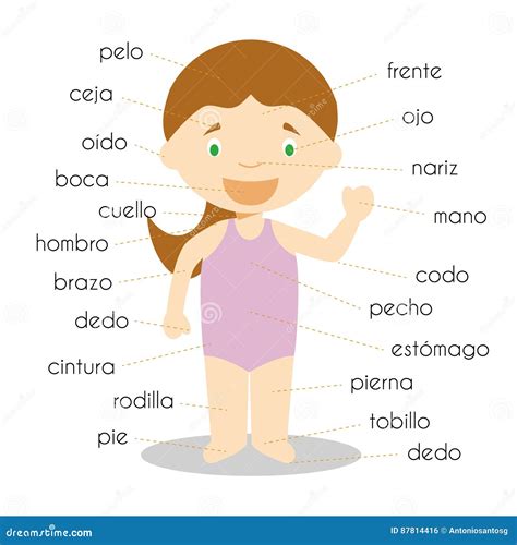 Body Parts In Spanish Worksheet – E Street Light