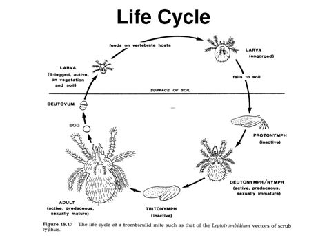 Spider Mites Life Cycle