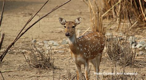 Lucknow Zoo, Prince of Wales Zoological Gardens -about Lucknow Zoo, Lucknow Zoo in Lucknow ...