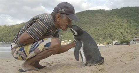 This Penguin Swims 8000 Kms Every Year To Meet The Human Who Saved Its Life - ScoopWhoop