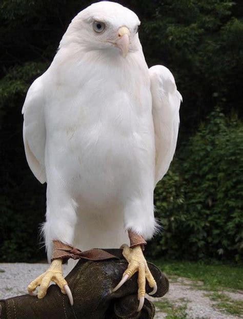 An albino bald eagle! 🦅 : r/RealLifeShinies