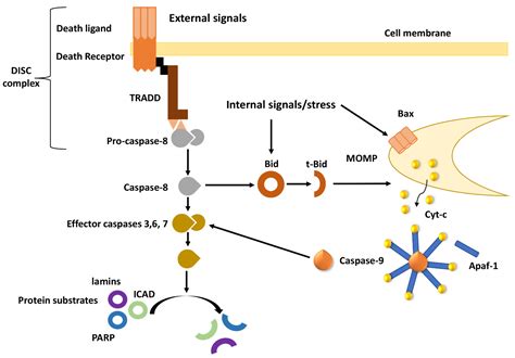 Cancers | Free Full-Text | Apoptosis Deregulation and the Development of Cancer Multi-Drug ...