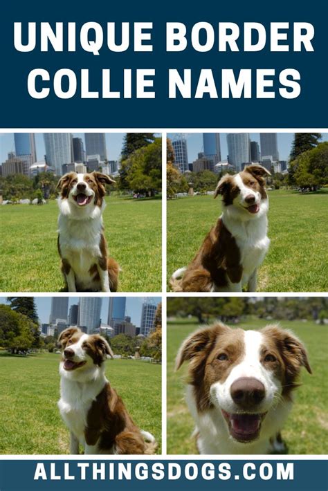 Unique Border Collie Names | All Things Dogs