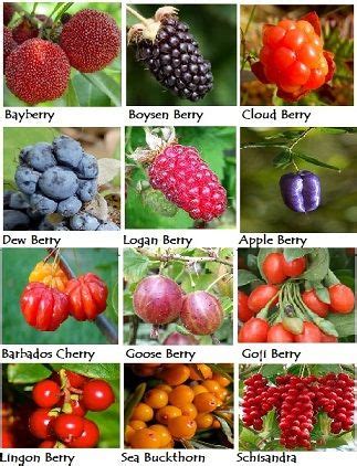 Types Of Red Berries With Pictures – de.mxzim.com