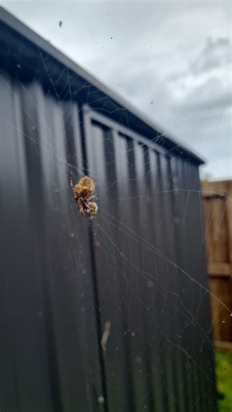 Orb web spider question : r/NewZealandWildlife