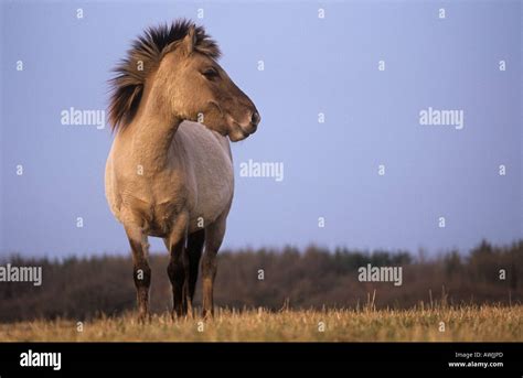 tarpan horse - standing Stock Photo - Alamy