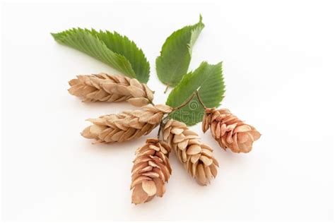 Seeds and Fruit of Hop Hornbeam Stock Image - Image of houblon, seeds ...