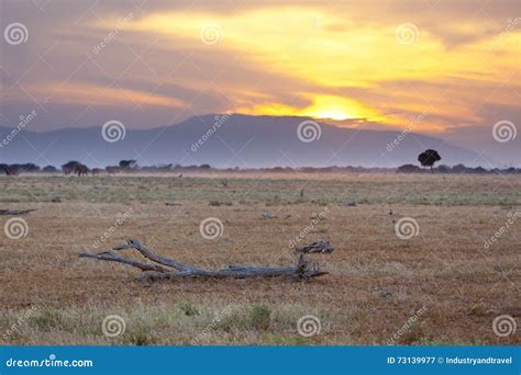 Savanna Sunset stock image. Image of grassland, park - 73139977