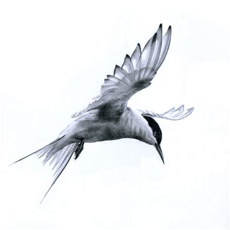 S 'Flight - Arctic Tern' by Bev Lewis. Graphite pencil on Mellotex ...