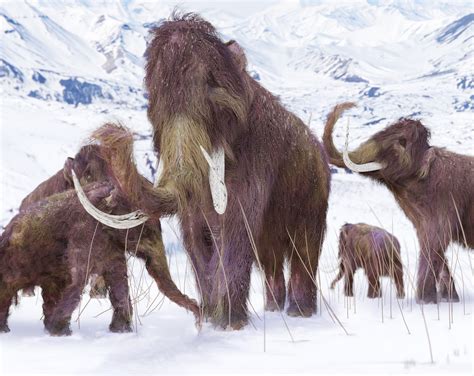 Wrangel Island Mammoths