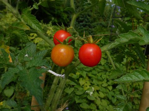 Scirpidiella's Plants: Wild Tomato species (Lycopersicon spp.)