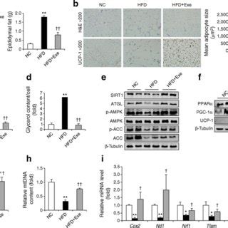 Exenatide improves diet-induced obesity and insulin resistance. Mice in ...