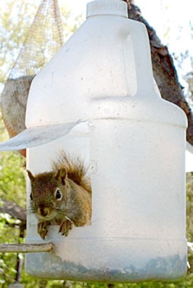 Squirrel Feeder Diy Plans - Diy Projects