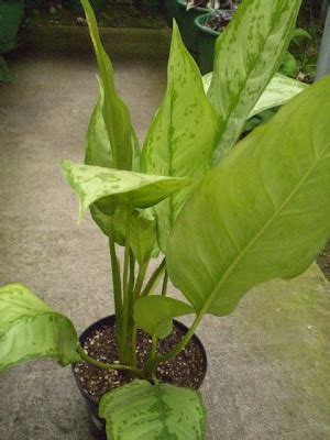 Plants are the Strangest People: Goody Two-Shoes (Aglaonema spp.)