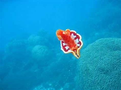 Spanish Dancer: Wavelength Snorkeling Great Barrier Reef.AVI - YouTube