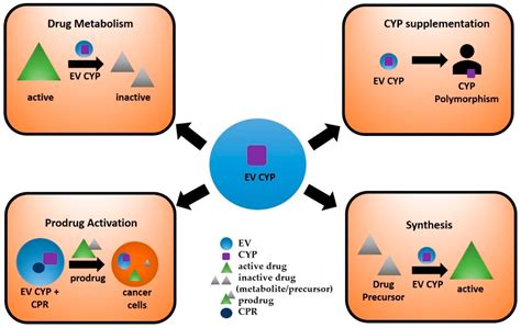 IJMS | Free Full-Text | Circulating Extracellular Vesicles Containing Xenobiotic Metabolizing ...