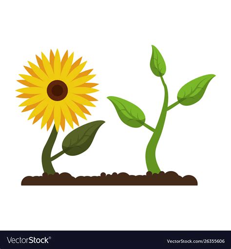 Sunflower with plant growing cartoon Royalty Free Vector