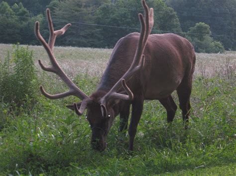 up close and personal to nature's most polygamous animal on the planet | Animals, Wildlife, Horses