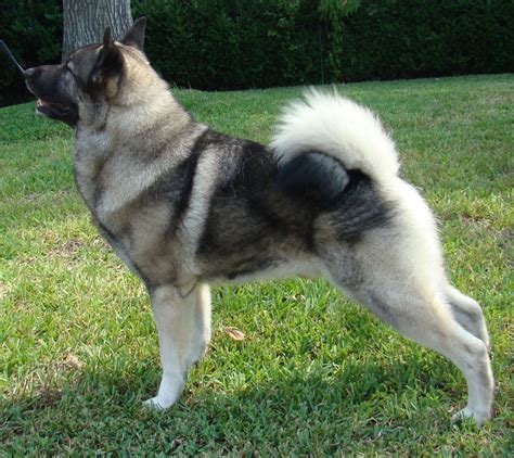 Norwegian Elkhound Breed Guide - Learn about the Norwegian Elkhound.