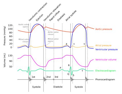 The Cardiac Cycle | A-Level Biology Revision Notes