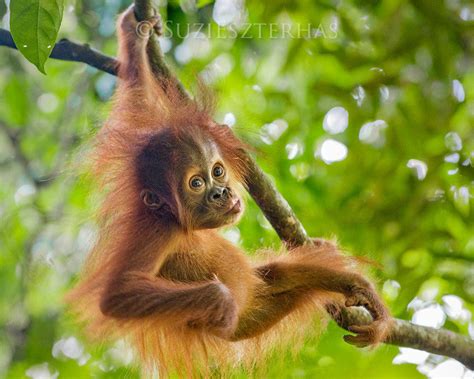 Baby Orangutan Playing Photo - Baby Animal Prints by Suzi