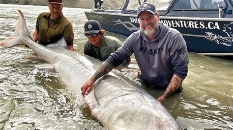 100-Year-Old Giant Sturgeon Caught In Canada, Thrown Back In River - Picki News