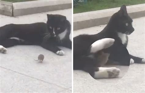 Someone Captures A Real-Life Tom And Jerry: A Mouse Running Up To A Cat ...