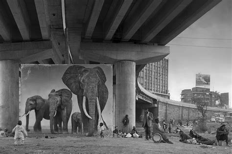 nick brandt installs images of east africa's vanishing wildlife in industrialized wastelands