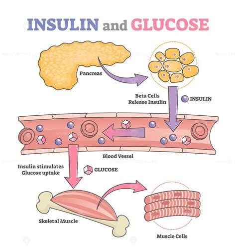 Insulin and glucose release regulation educational scheme outline diagram - VectorMine