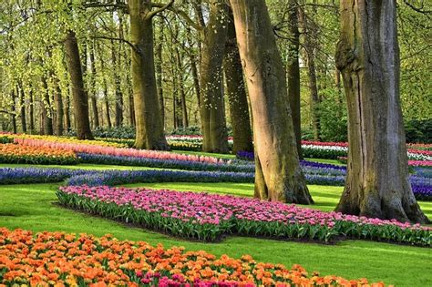 Amsterdam Flower Fields Tour | Best Flower Site