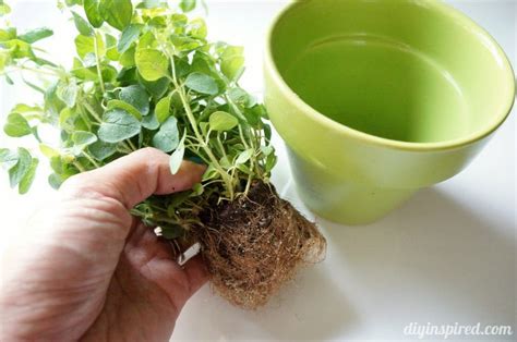 Tips for Growing Your Own Herbs: Tips for Growing Your Own Herbs