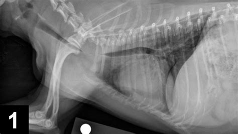 Tracheal Collapse in Dogs | Clinician's Brief